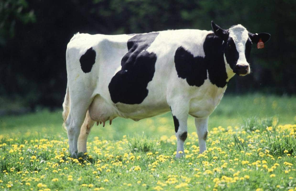 dream about cows