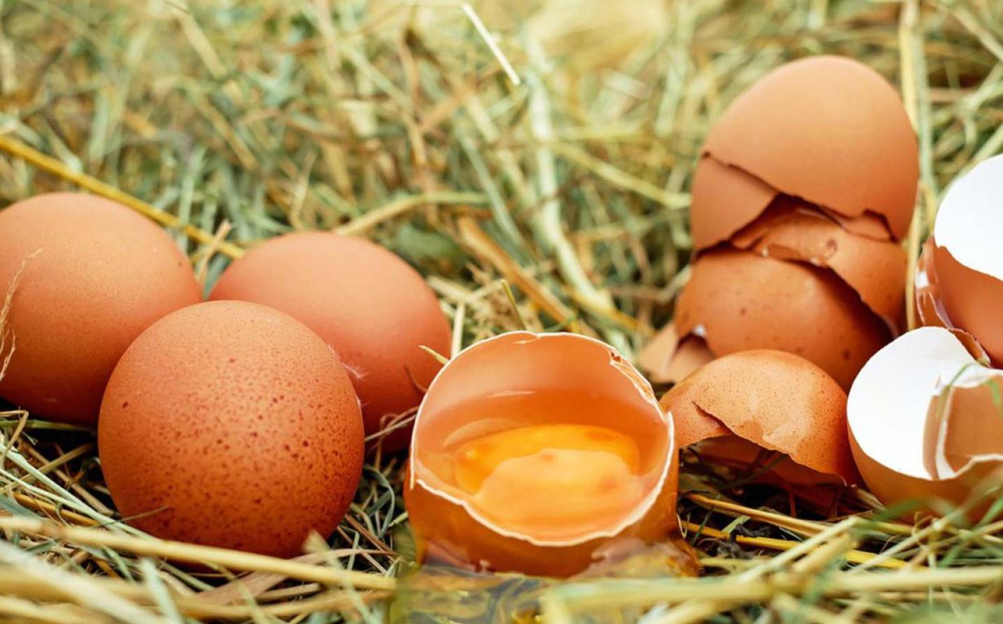 dream about eggs