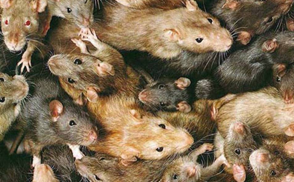 dream about rats or mice