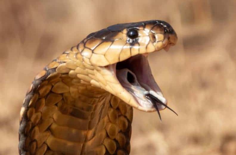 dream about snake