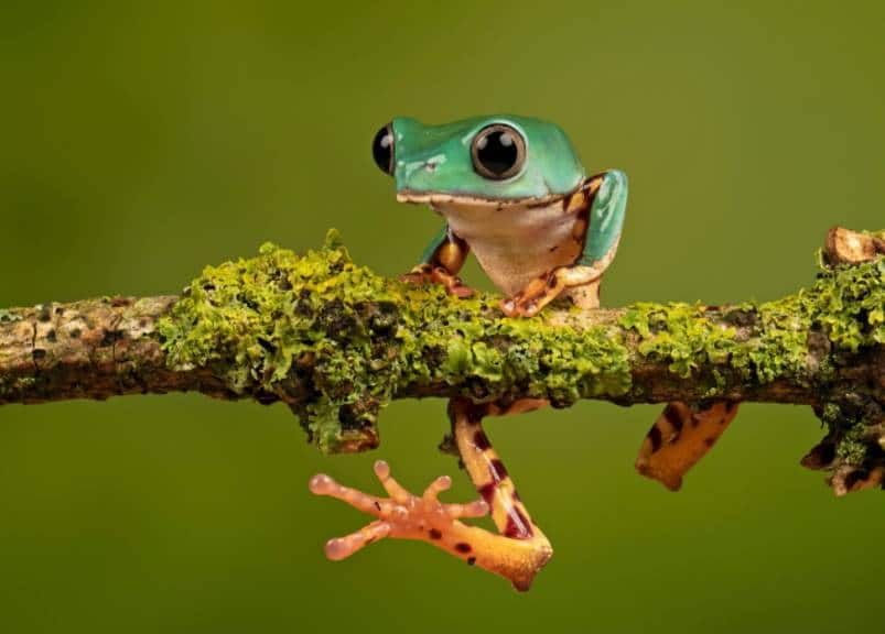 dream about toads or frogs