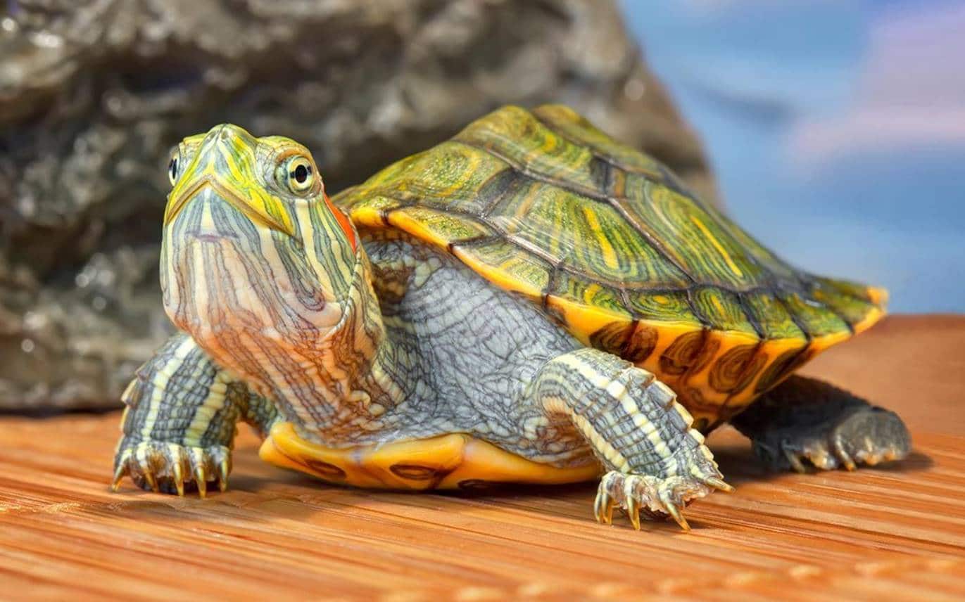 dream about turtles