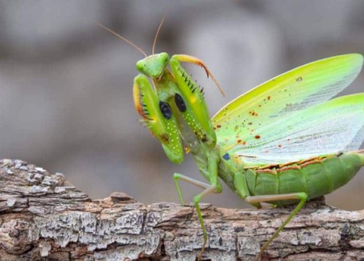 dream of a praying mantis