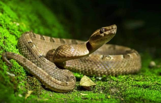 dream of a snake