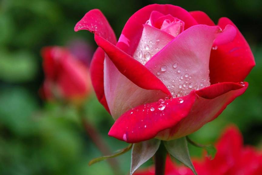 dream of roses