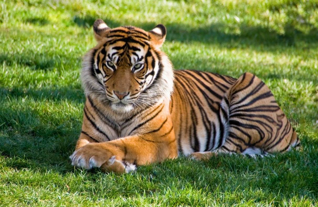 dream of tigers